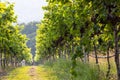 Grape harvest, Vineyards at sunset in autumn harvest ripe grapes in fall, Vineyard with ripe grapes in countryside at sunset, Royalty Free Stock Photo