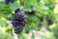 Grape harvest, Vineyards at sunset in autumn harvest ripe grapes in fall, Vineyard with ripe grapes in countryside at sunset, Royalty Free Stock Photo