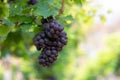 Grape harvest, Vineyards at sunset in autumn harvest ripe grapes in fall, Vineyard with ripe grapes in countryside at sunset, Royalty Free Stock Photo