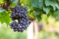 Grape harvest, Vineyards at sunset in autumn harvest ripe grapes in fall, Vineyard with ripe grapes in countryside at sunset, Royalty Free Stock Photo