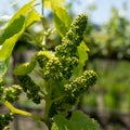 Grape harveston a vineyard