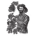 Grape harvest. farmer pick grapes. vector vintage illustration in engraving style