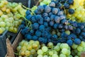 Grape harvest. Wineyard. Grapes wine on tree with branch and green background Royalty Free Stock Photo