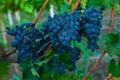 Grape harvest. Wineyard. Grapes wine on tree with branch and green background Royalty Free Stock Photo