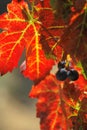 Grape harvested for winemaking Royalty Free Stock Photo