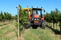 A grape harvester machine with the tractor at work among the vineyards in a sunny september morning Royalty Free Stock Photo