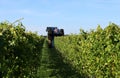 Grape harvester machine at work on a row of vineyard Royalty Free Stock Photo