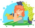 The grape harvesting