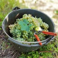 Grape harvesting, grape inside bucket Royalty Free Stock Photo