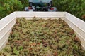 Grape harvesting, grape inside cart