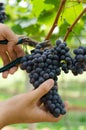 Grape harvesting