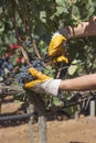 Grape harvesting