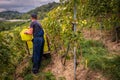 Grape harvesting on vineyards. Winemaker holding box with picked white Chasselas grape