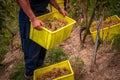Grape harvesting on vineyards. Winemaker holding box with picked white Chasselas grape