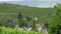 Grape harvests to Ãâ°pernay in France.