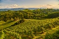 Grape hills and mountains view from wine street in Styria, Austria & x28; Sulztal Weinstrasse & x29; in summer