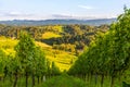 Grape hills and mountains view from wine street in Styria, Austria & x28; Sulztal Weinstrasse & x29; in summer