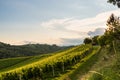 Grape hills and mountains view from wine street in Styria, Austria & x28; Sulztal Weinstrasse & x29; in summer