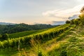 Grape hills and mountains view from wine street in Styria, Austria & x28; Sulztal Weinstrasse & x29; in summer