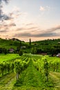 Grape hills and mountains view from wine street in Styria, Austria & x28; Sulztal Weinstrasse & x29; in summer