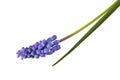 Grape Hyacinth Royalty Free Stock Photo