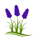 Grape hyacinth