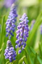 Grape hyacinth Royalty Free Stock Photo