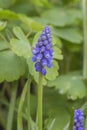 Grape Hyacinth Royalty Free Stock Photo