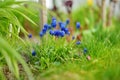 Grape Hyacinth armeniacum muscari blooming in the spring garden Royalty Free Stock Photo