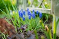 Grape Hyacinth or armeniacum muscari blooming in the spring garden Royalty Free Stock Photo