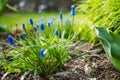 Grape Hyacinth or armeniacum muscari blooming in the spring garden Royalty Free Stock Photo