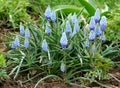 Grape hyacinth blue and pink Royalty Free Stock Photo