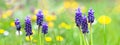 Grape hyacinth bulbs in field full of dandelions and flowers Royalty Free Stock Photo