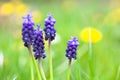 Grape hyacinth bulbs in field full of dandelions and flowers Royalty Free Stock Photo