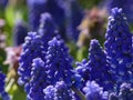 Grape Hyacinth Bulbs in Full Bloom on a Sunny Day in April Royalty Free Stock Photo