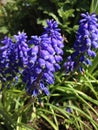 Grape Hyacinth