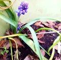 Grape hyacinth emerging from old bulb