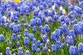 Grape hyacinth field in garden, spring season Netherlands Royalty Free Stock Photo