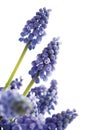 Grape Hyacinth Flower, (Muscari), close-up Royalty Free Stock Photo