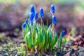 Grape hyacinth flowering - Muscari botryoides plant blooming with blue flowers in spring garden