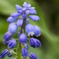 Grape Hyacinth Flowers Blooming in Flower Garden Royalty Free Stock Photo