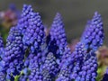 Grape Hyacinth Flowers in Full Bloom