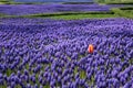 Grape hyacinth flowers in garden and orange tulip ,selective focus,