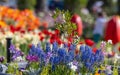 Grape Hyacinth flowers in the Tulip fields of Holland, Michigan during spring time Royalty Free Stock Photo