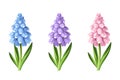 Grape hyacinth flowers. Vector illustration. Royalty Free Stock Photo