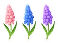 Grape hyacinth flowers. Vector illustration.