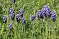 Grape hyacinth in full bloom Royalty Free Stock Photo