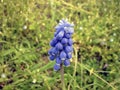 Grape hyacinth in Italy