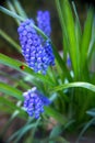 Grape Hyacinth with Ladybug. Vertical Royalty Free Stock Photo