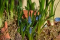 Grape hyacinth with Moss and Pottery shards Royalty Free Stock Photo